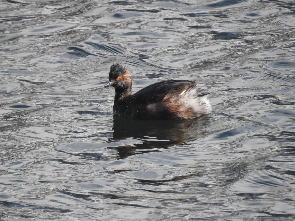 svarthalsdykker - ML632472383