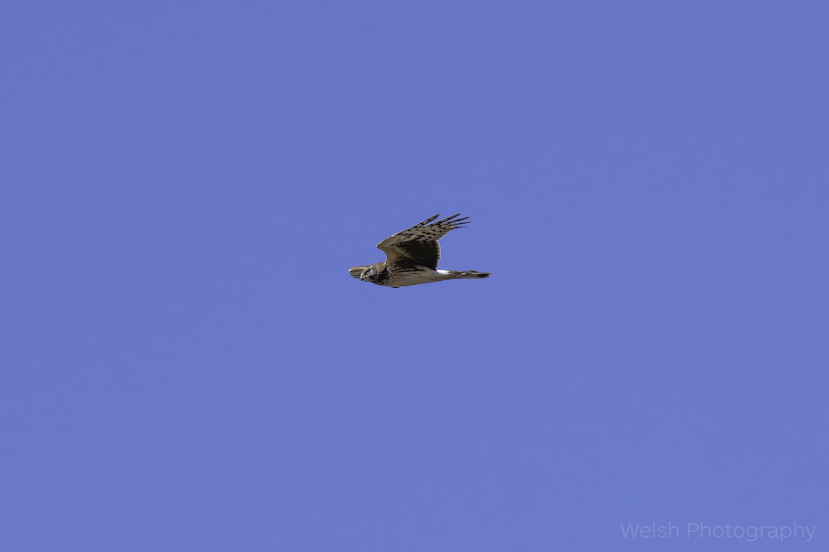 זרון אמריקני - ML632472473
