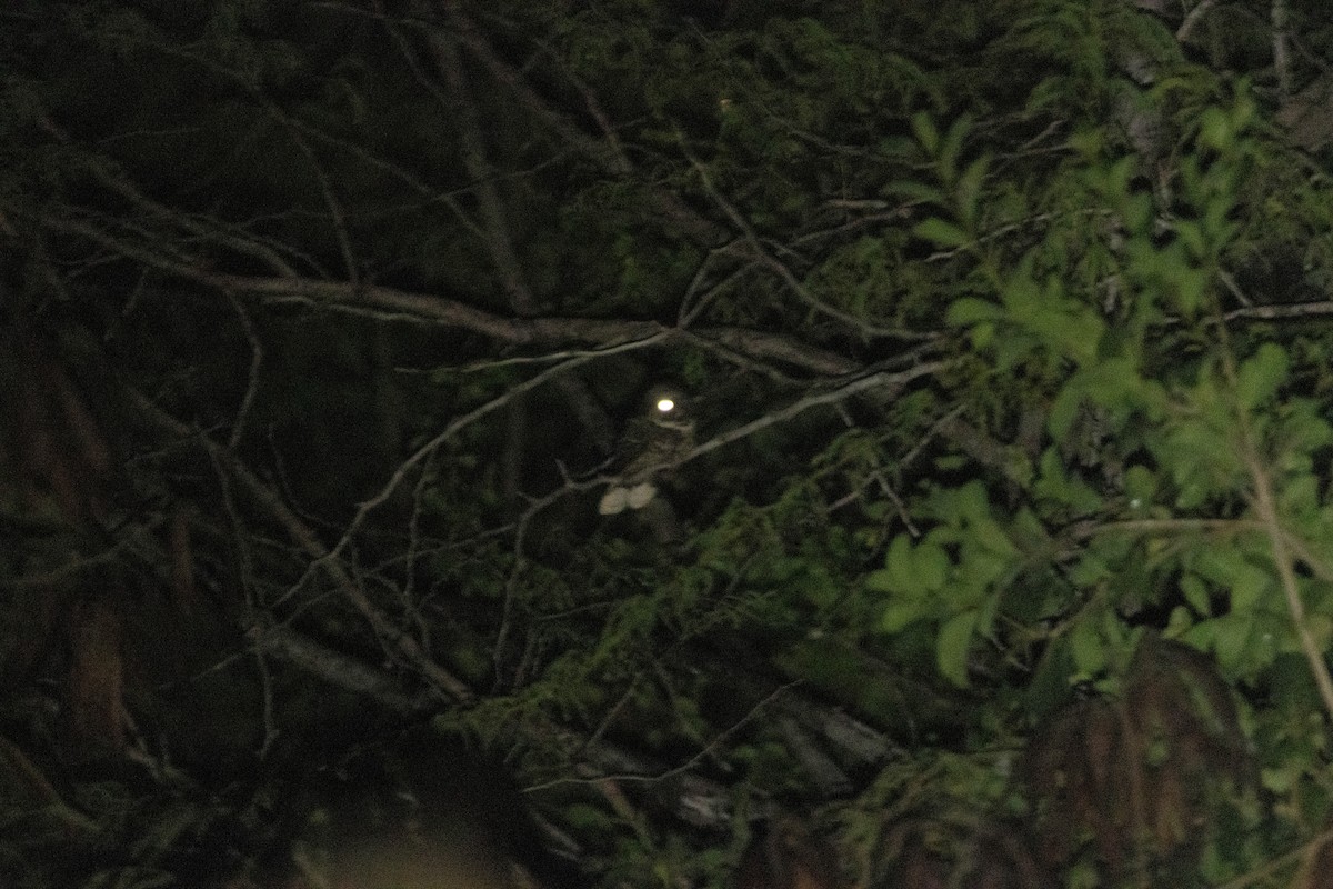 Puerto Rican Nightjar - ML632472477