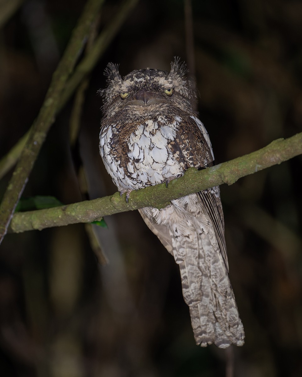 Sunda Frogmouth - ML632472494