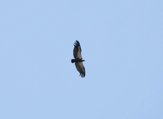 White-rumped Vulture - ML632472524