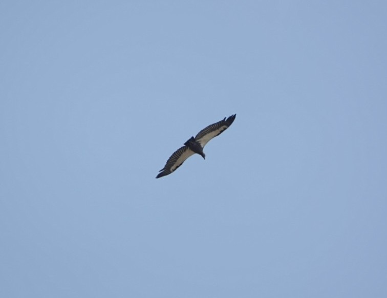 White-rumped Vulture - ML632472525