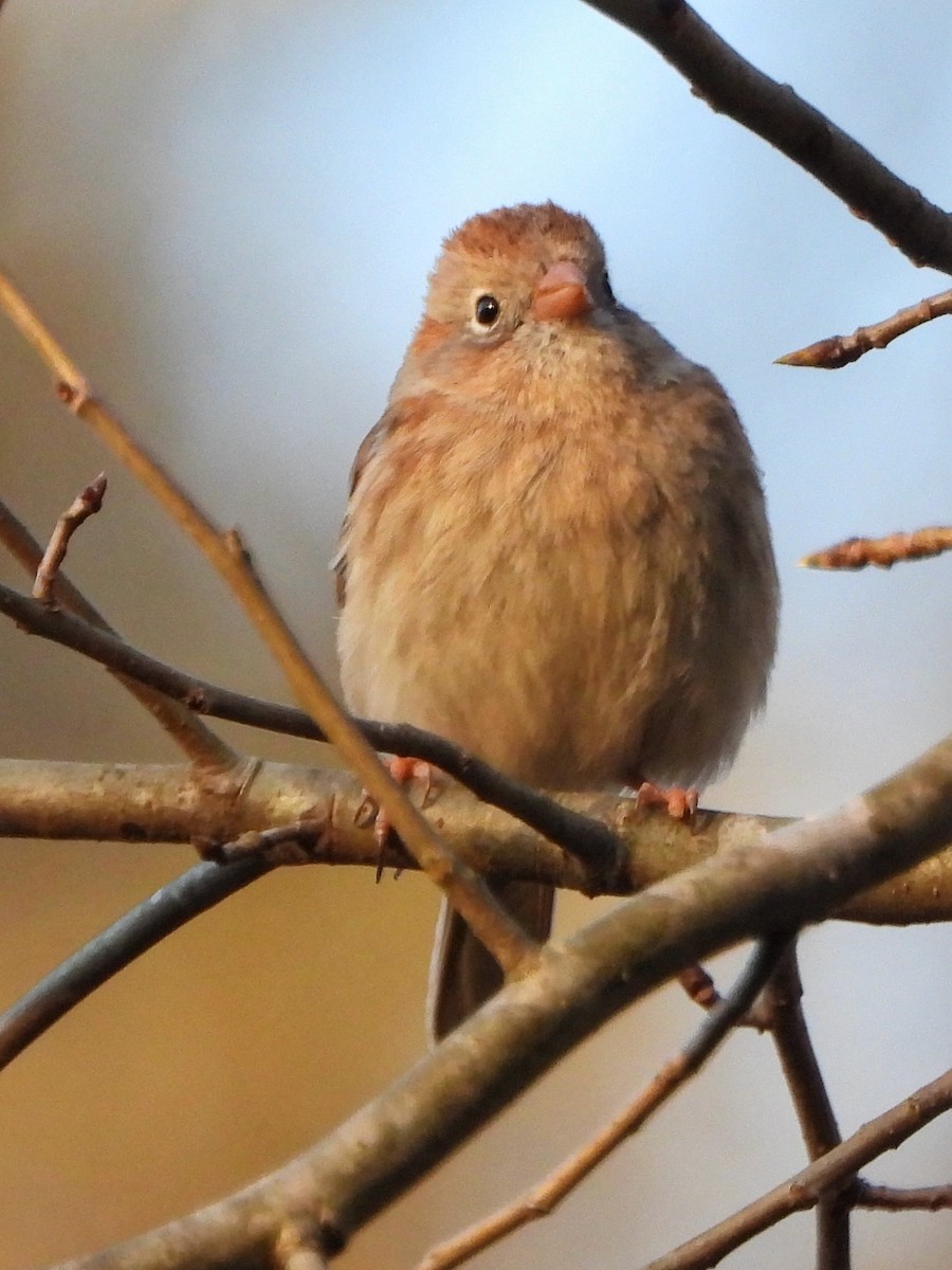 Field Sparrow - ML632472541