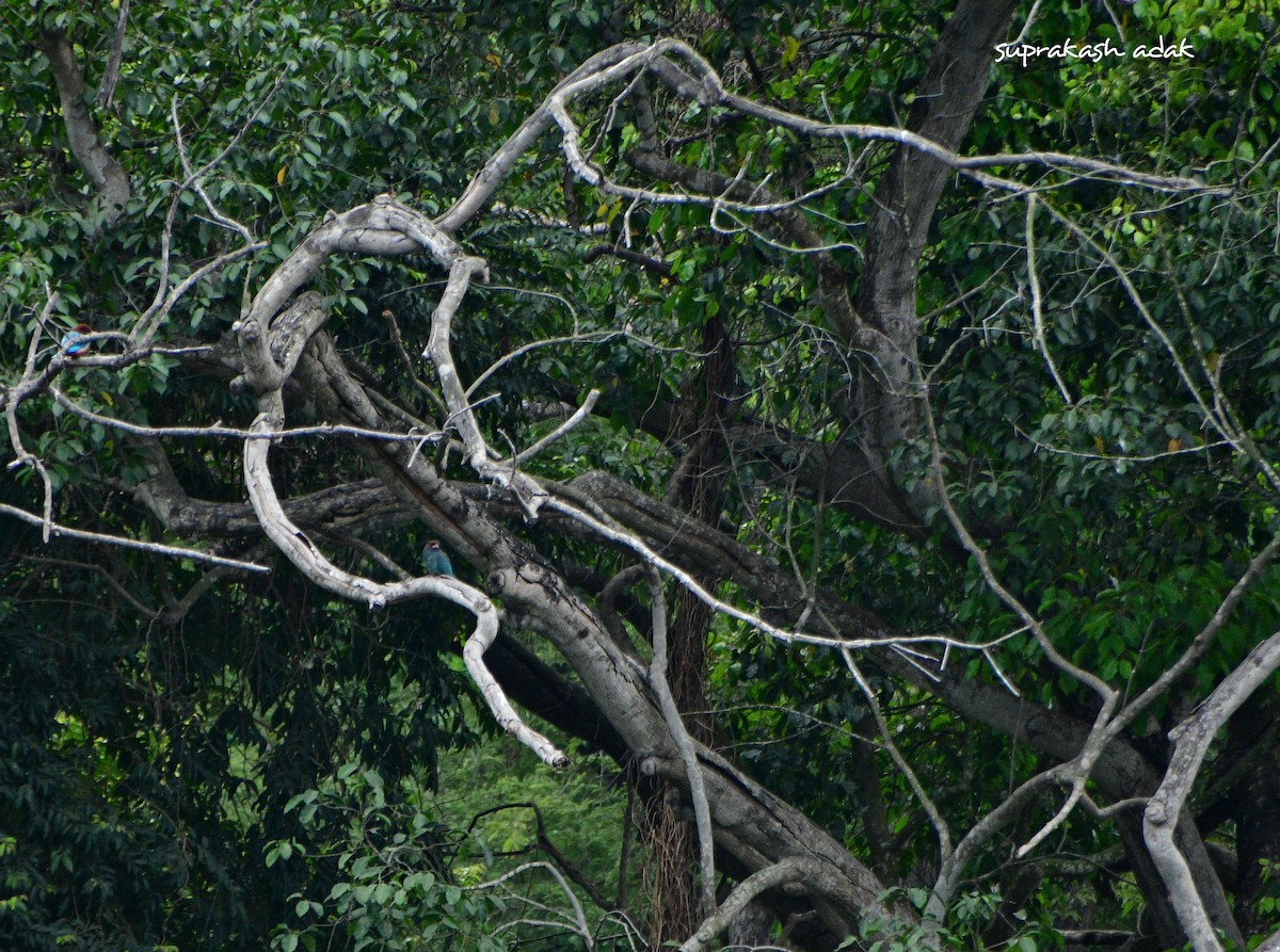 Dollarbird - ML632472570