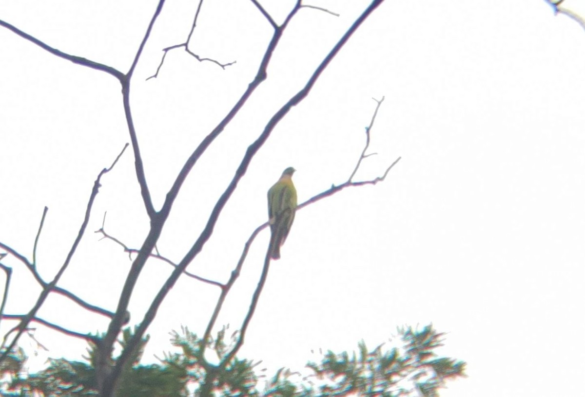 Orange-breasted Green-Pigeon - ML632472579