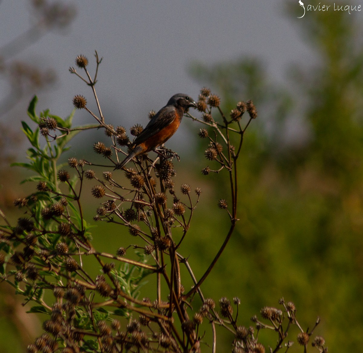 Dark-throated Seedeater - ML632472600