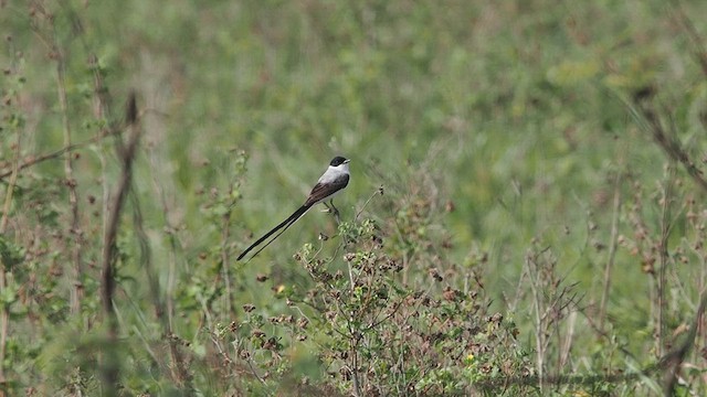ズグロエンビタイランチョウ - ML632472710