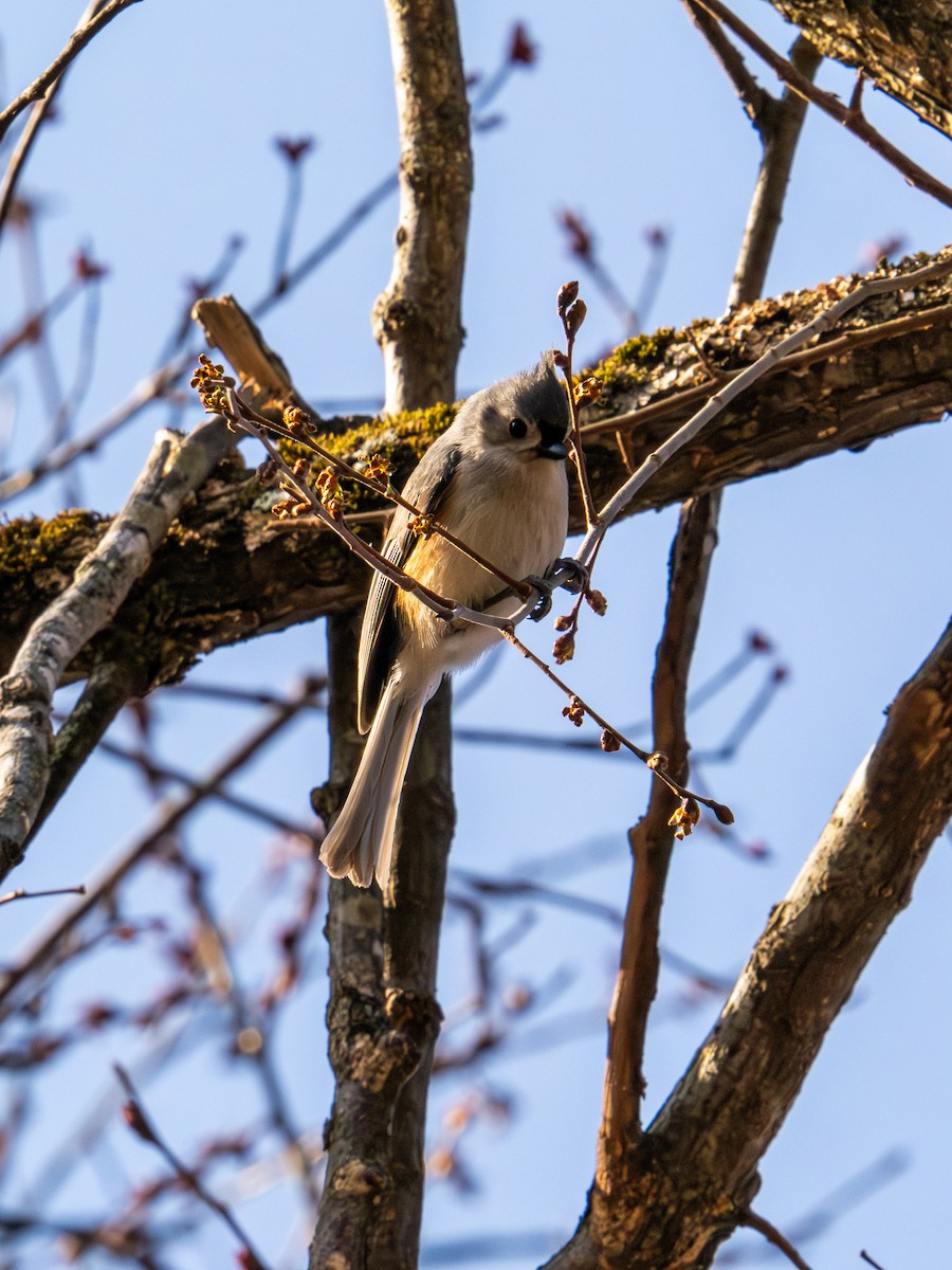 Tufted Titmouse - ML632472937