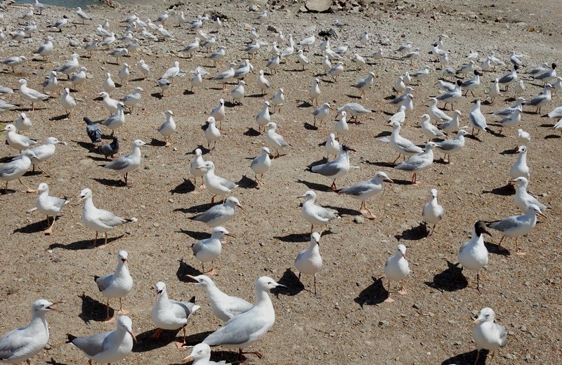 Морской голубок - ML632472998