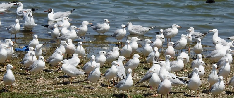 Морской голубок - ML632473003