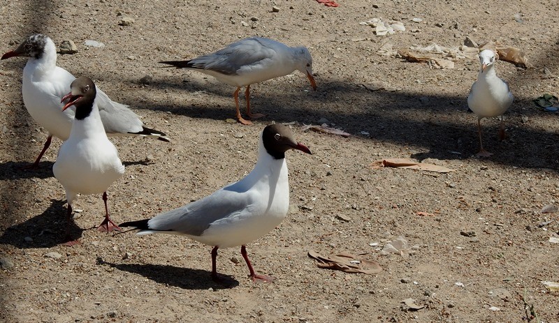 Буроголовая чайка - ML632473008