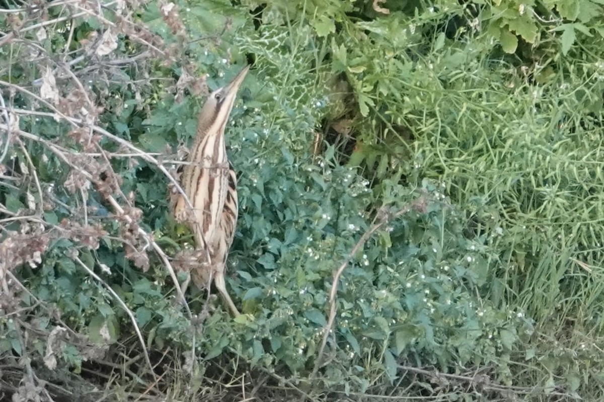 Eurasian Bittern - ML632473423
