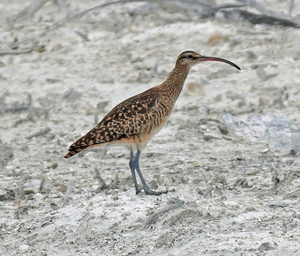 Bristle-thighed Curlew - ML632473723