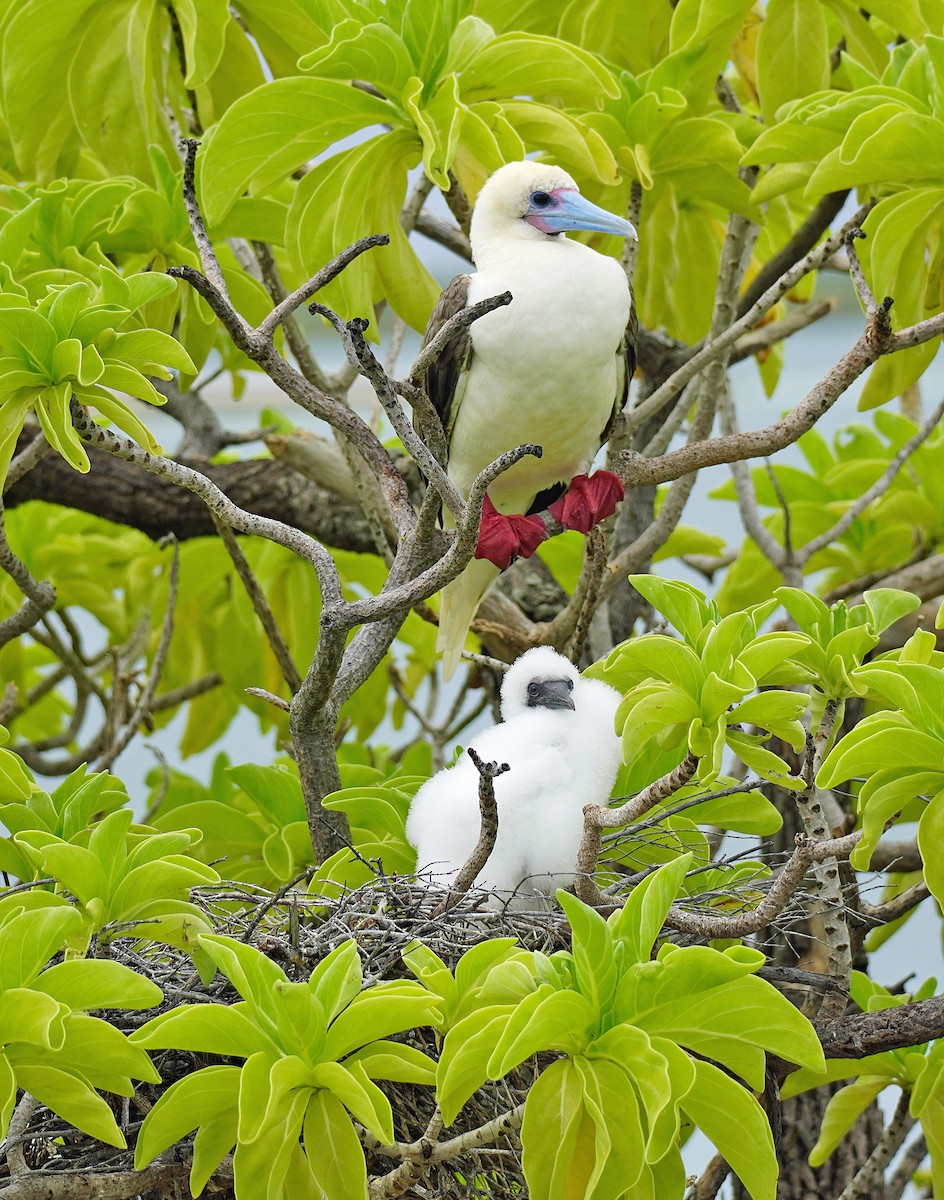 Red-footed Booby - ML632473752