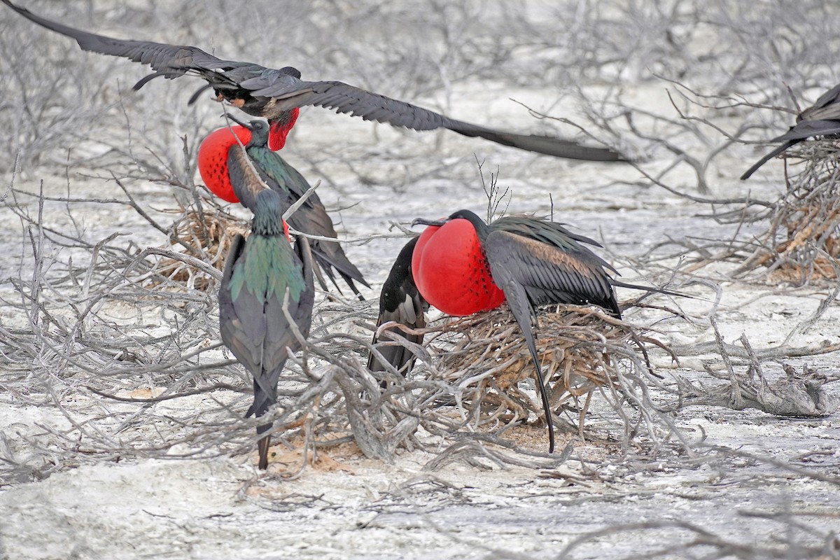Great Frigatebird - ML632473807