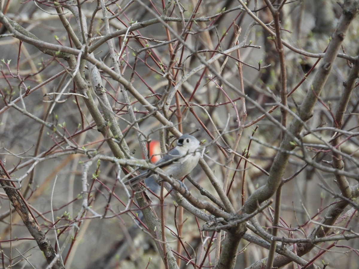 Tufted Titmouse - ML632473849
