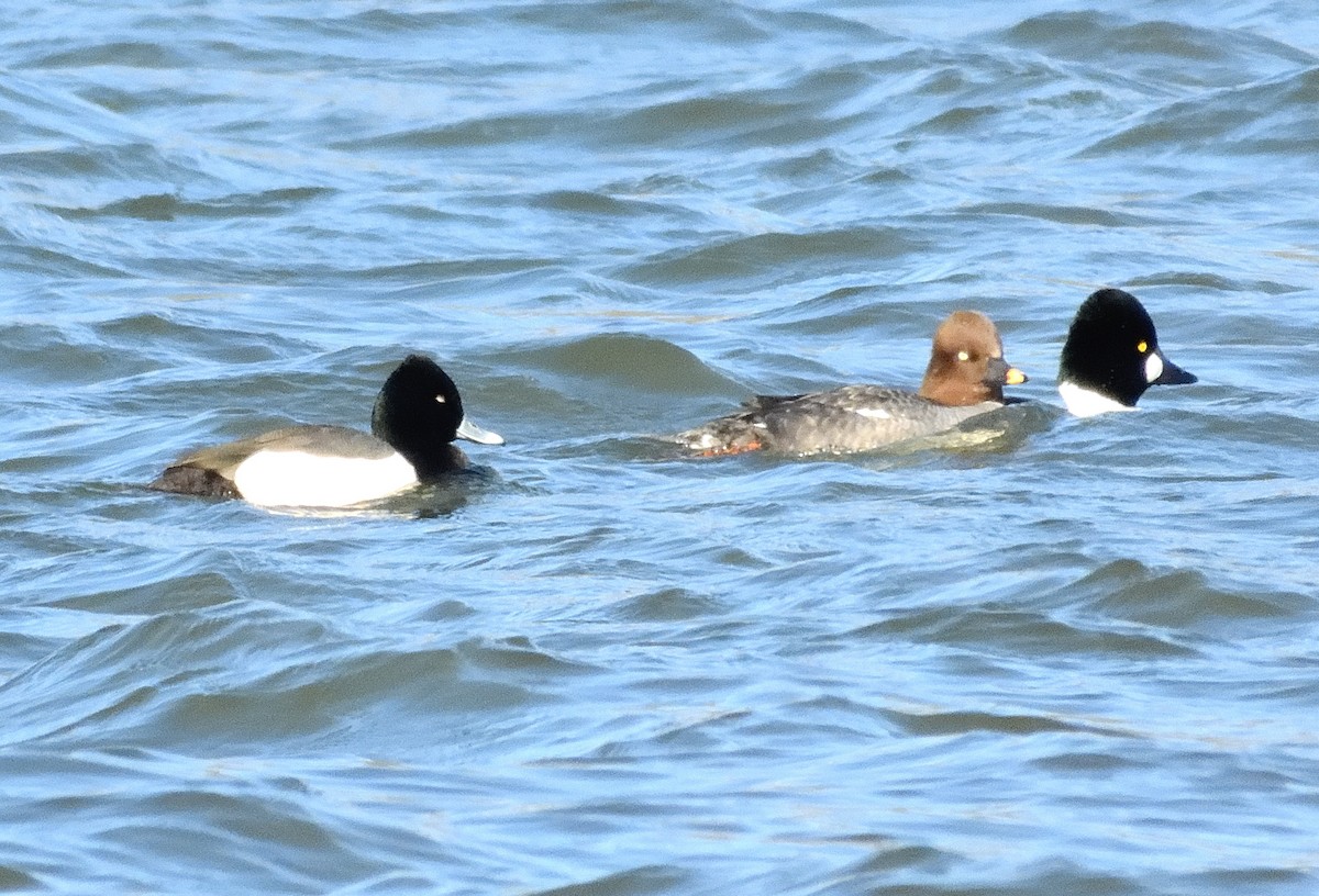 Ring-necked Duck x scaup sp. (hybrid) - ML632474016