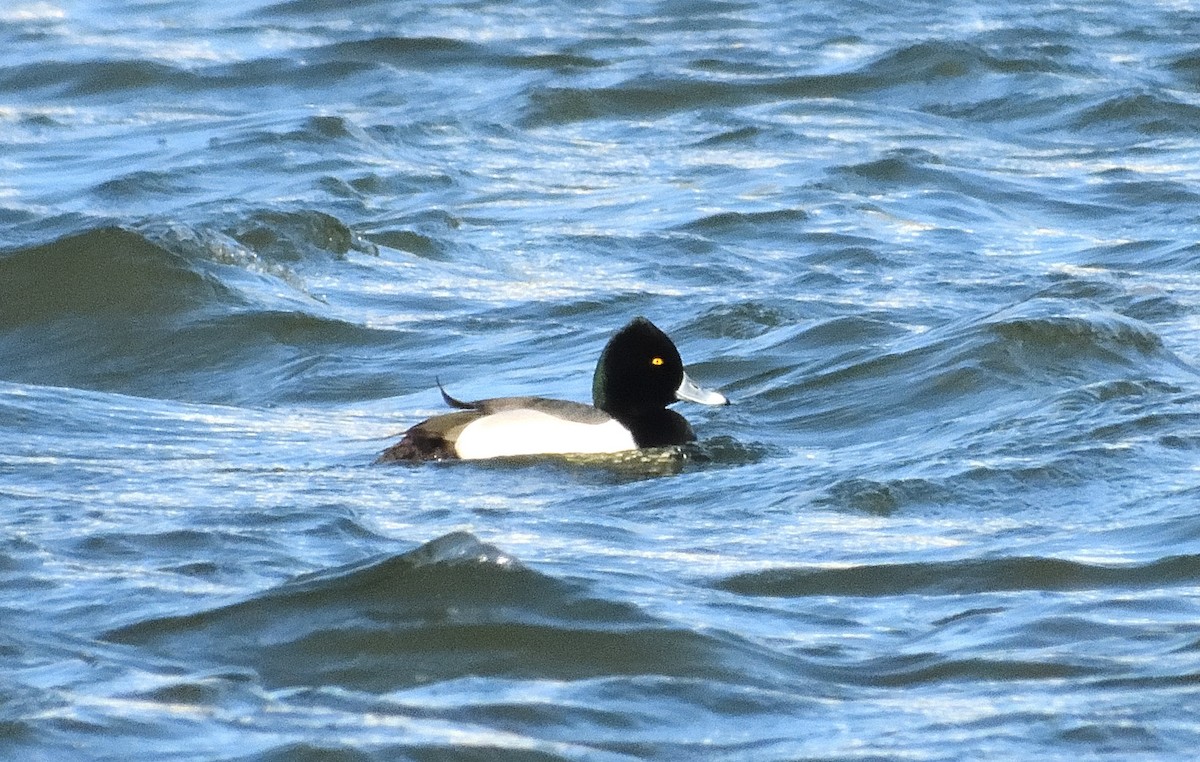 Ring-necked Duck x scaup sp. (hybrid) - ML632474030