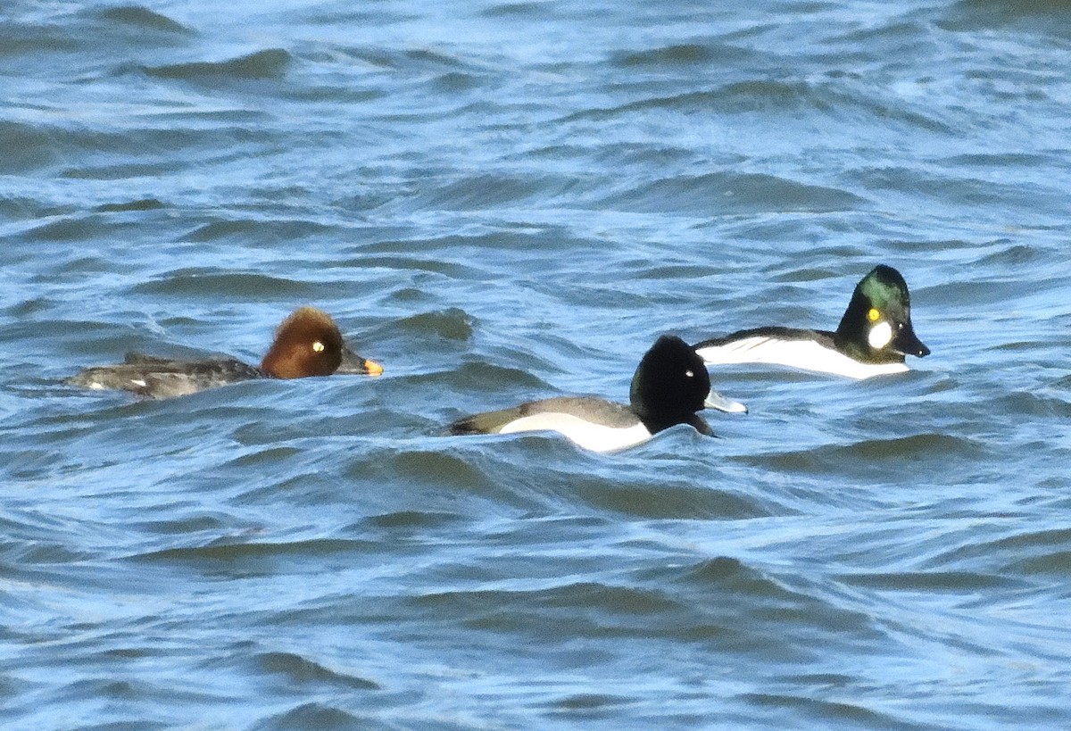 Ring-necked Duck x scaup sp. (hybrid) - ML632474031