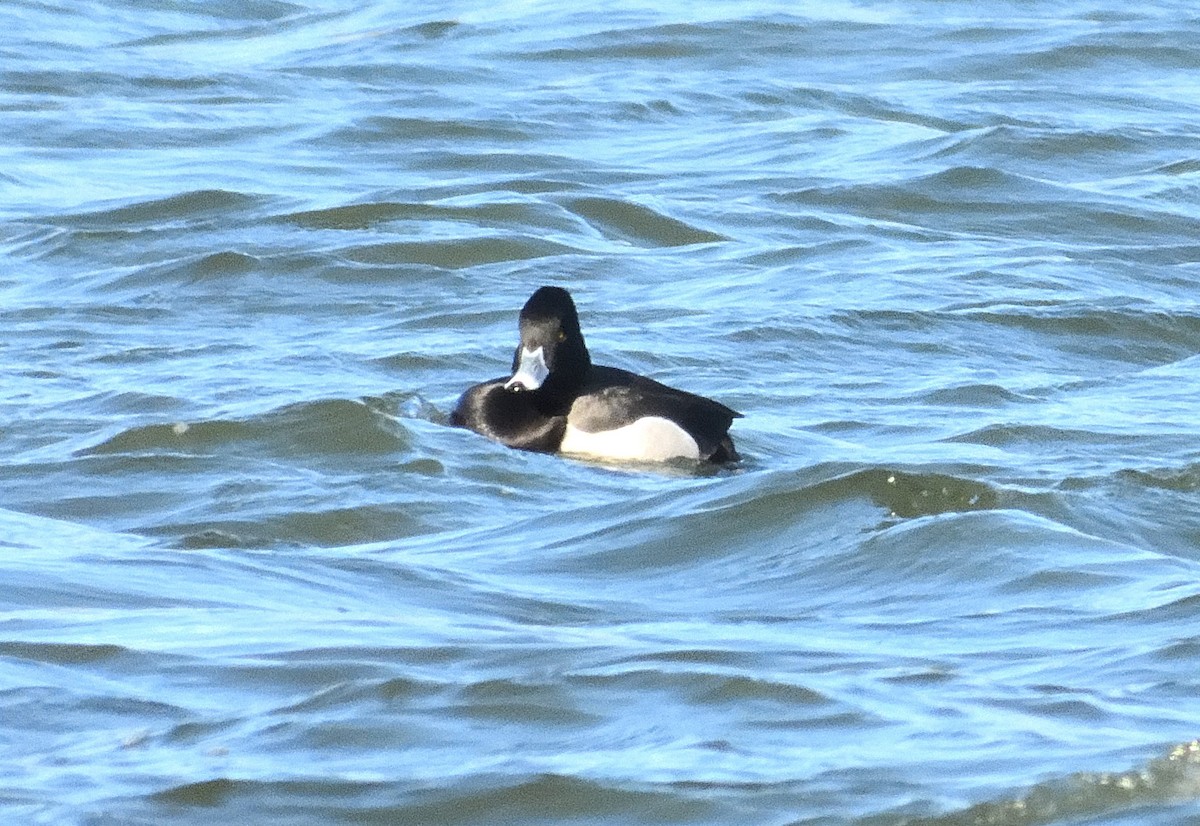 Ring-necked Duck x scaup sp. (hybrid) - ML632474035