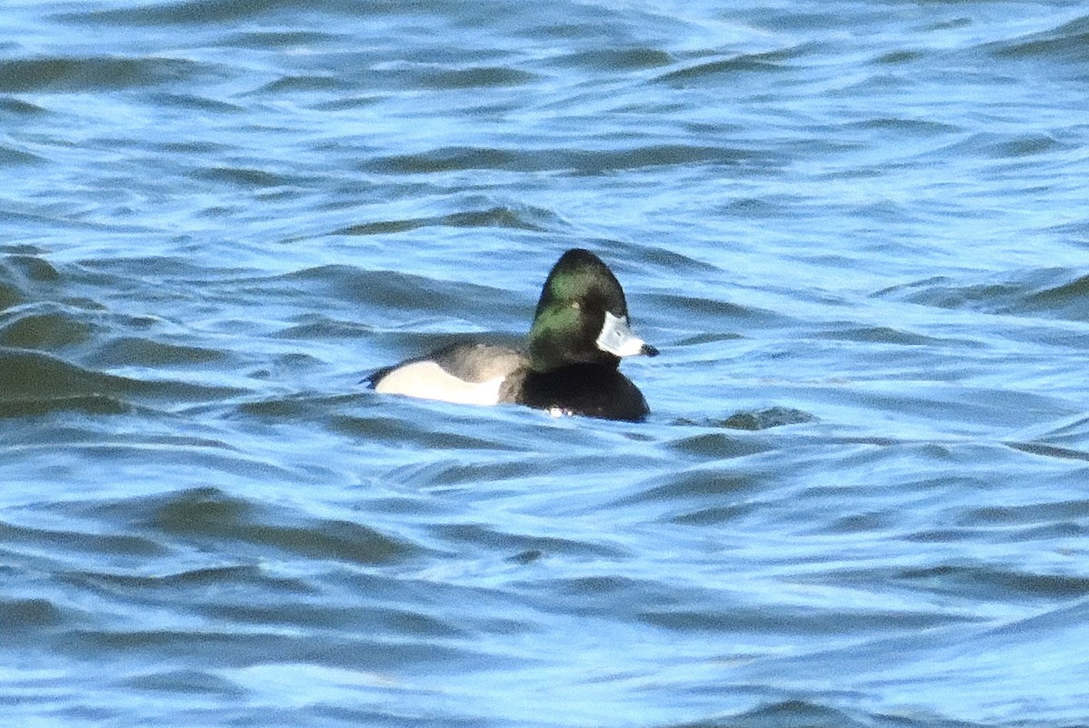 Ring-necked Duck x scaup sp. (hybrid) - ML632474037