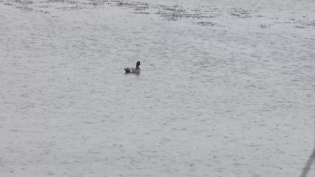 Mallard x Northern Pintail (hybrid) - ML632474064