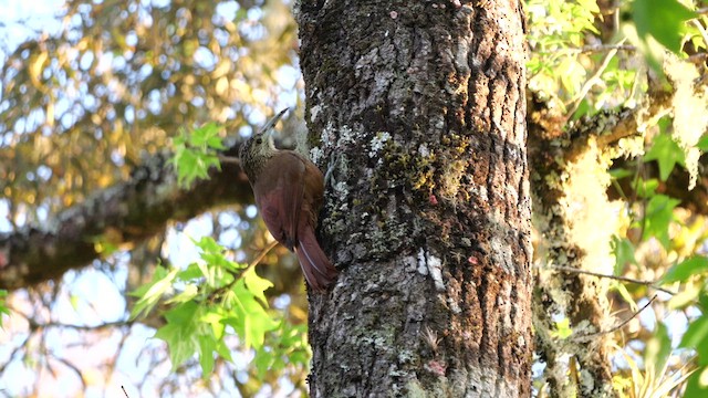 Strong-billed Woodcreeper - ML632474084