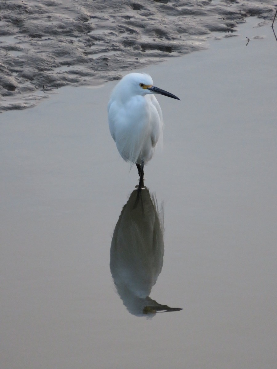 Snowy Egret - ML632474087