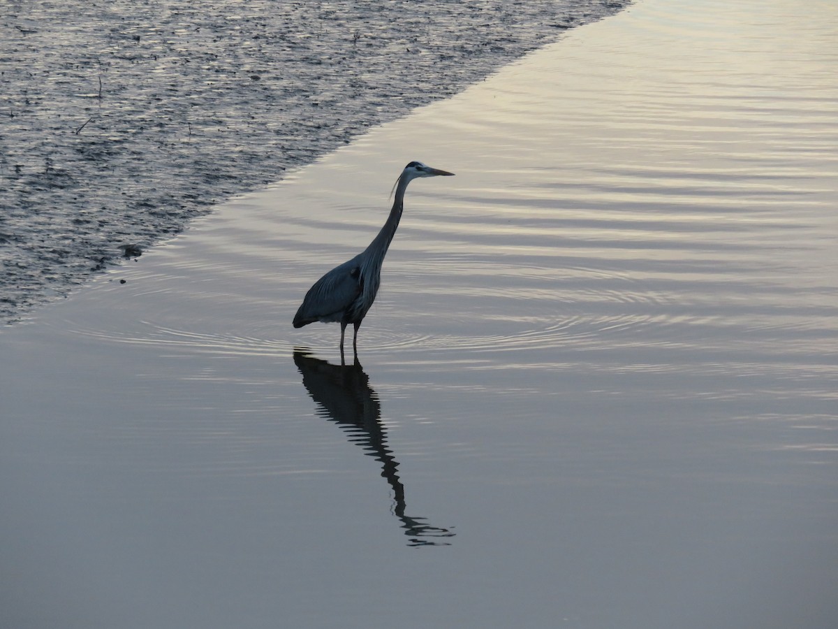 Great Blue Heron - ML632474095