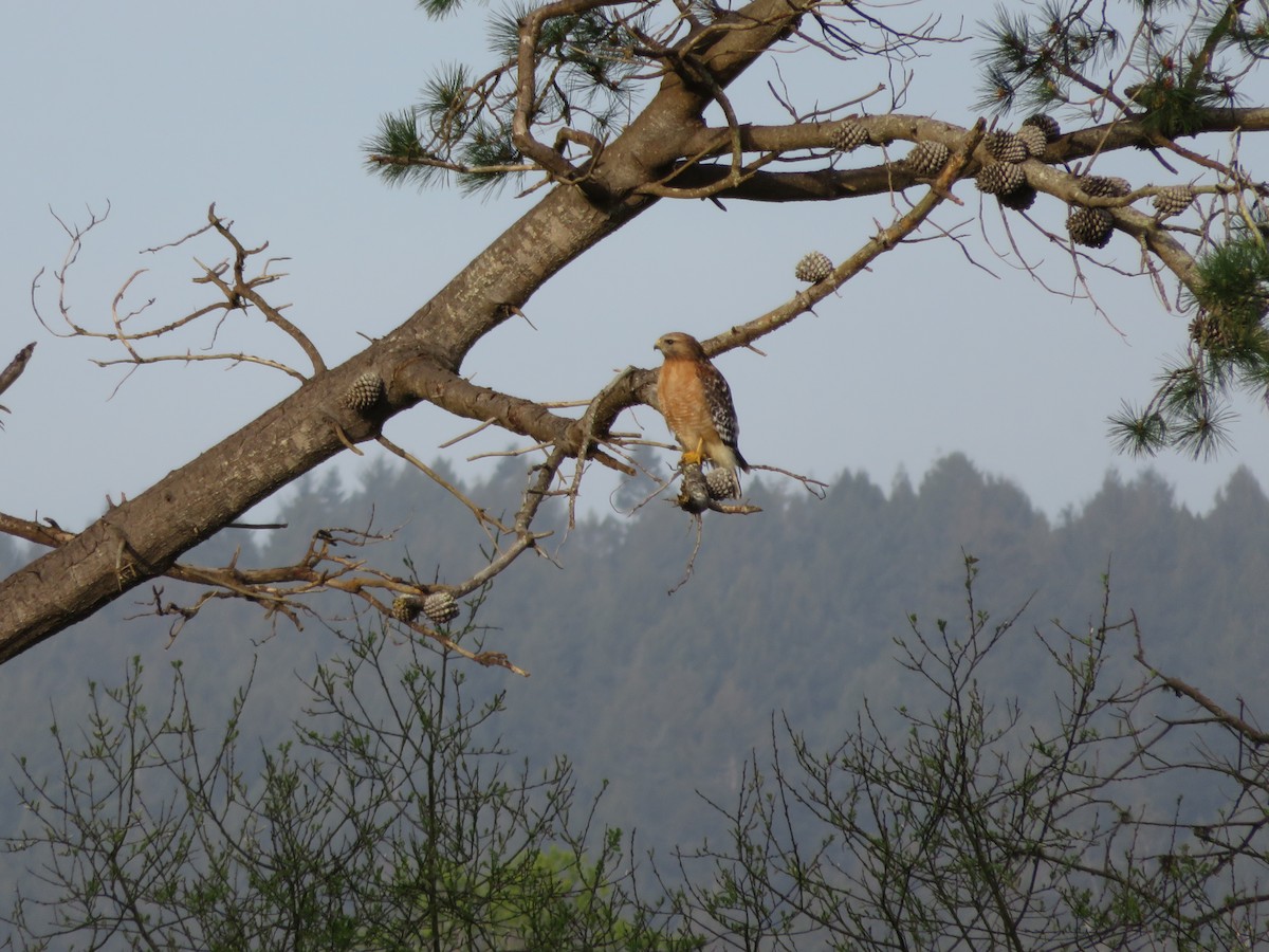 Red-shouldered Hawk - ML632474103