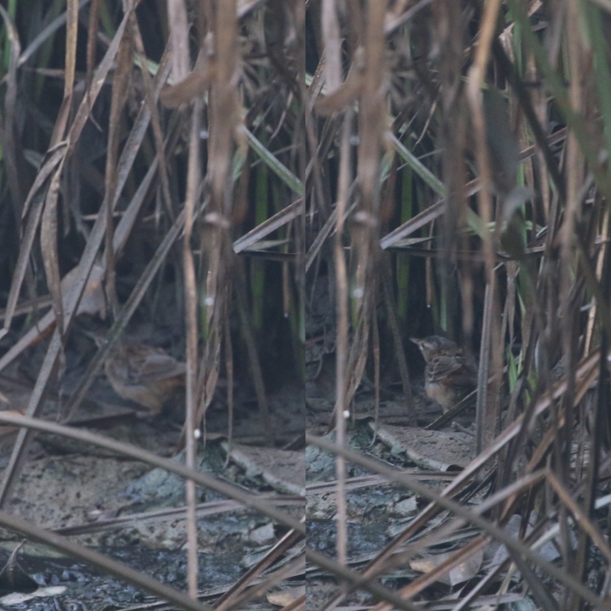 cvrčilka pruhovaná - ML632474107