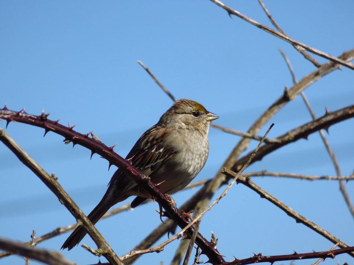 Golden-crowned Sparrow - ML632474117