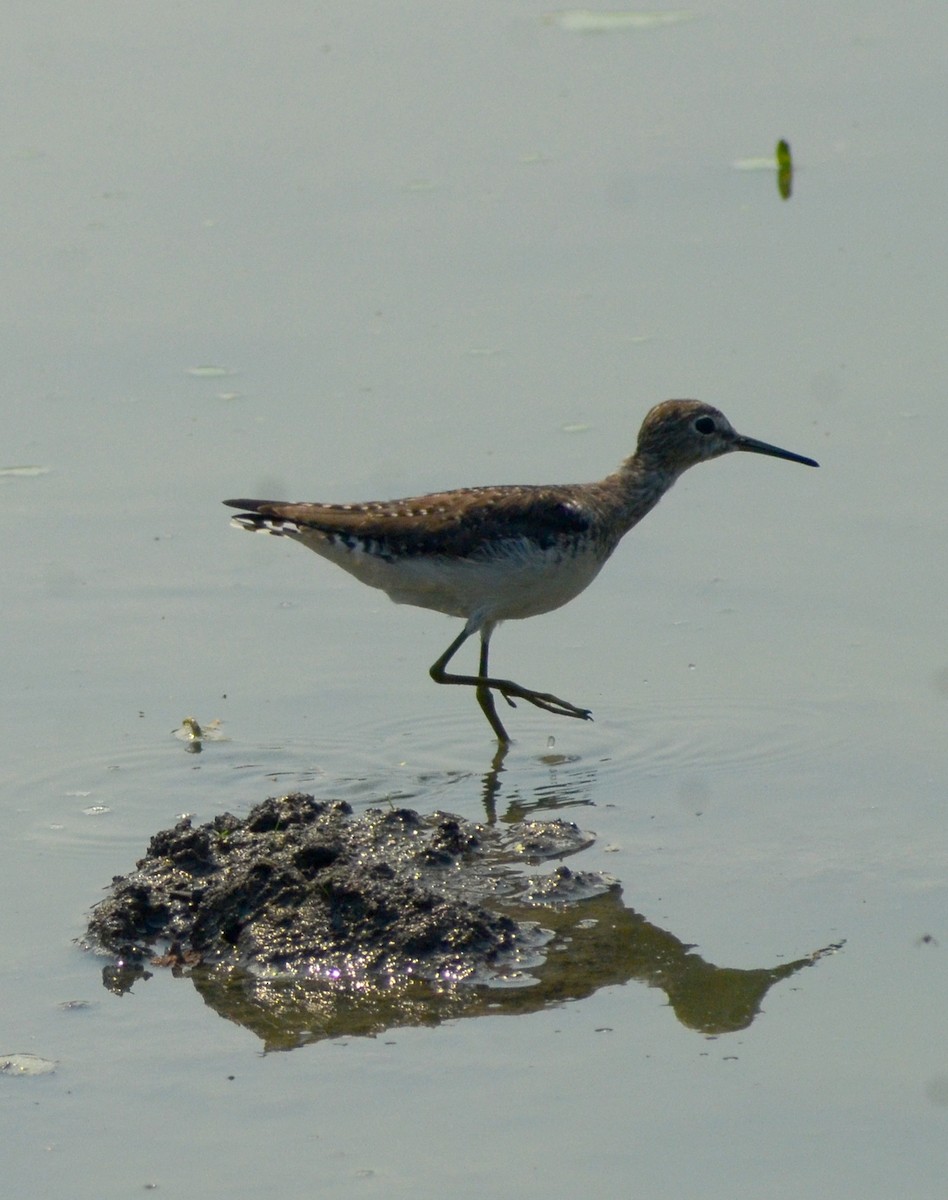 Solitary Sandpiper - ML632474269