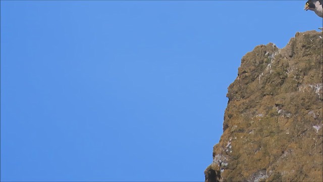 Faucon pèlerin - ML632474318