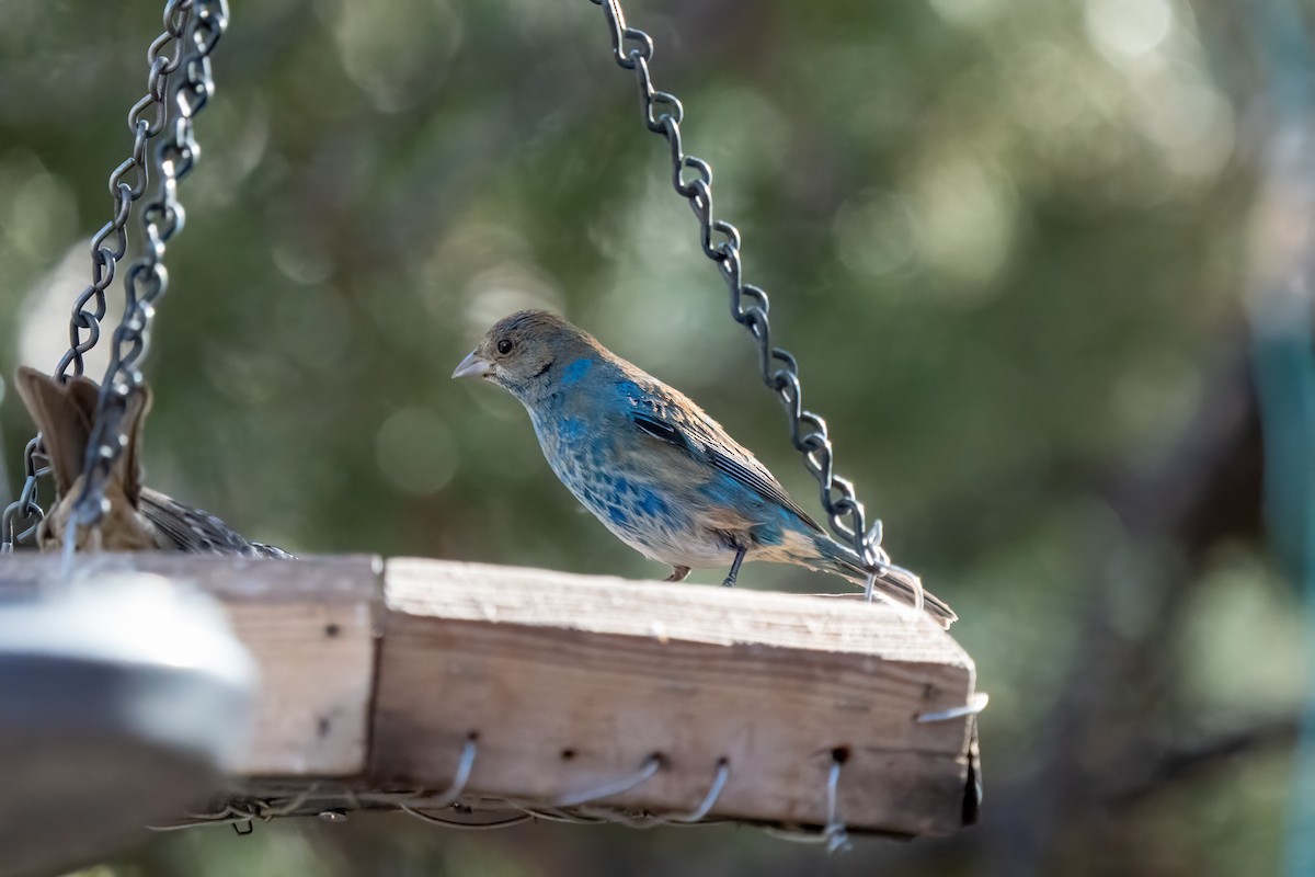 Indigo Bunting - ML632474348