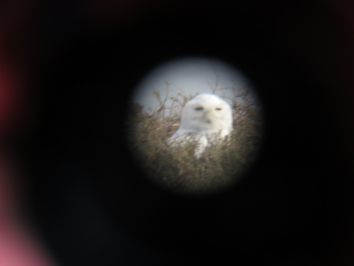 Snowy Owl - ML632474368