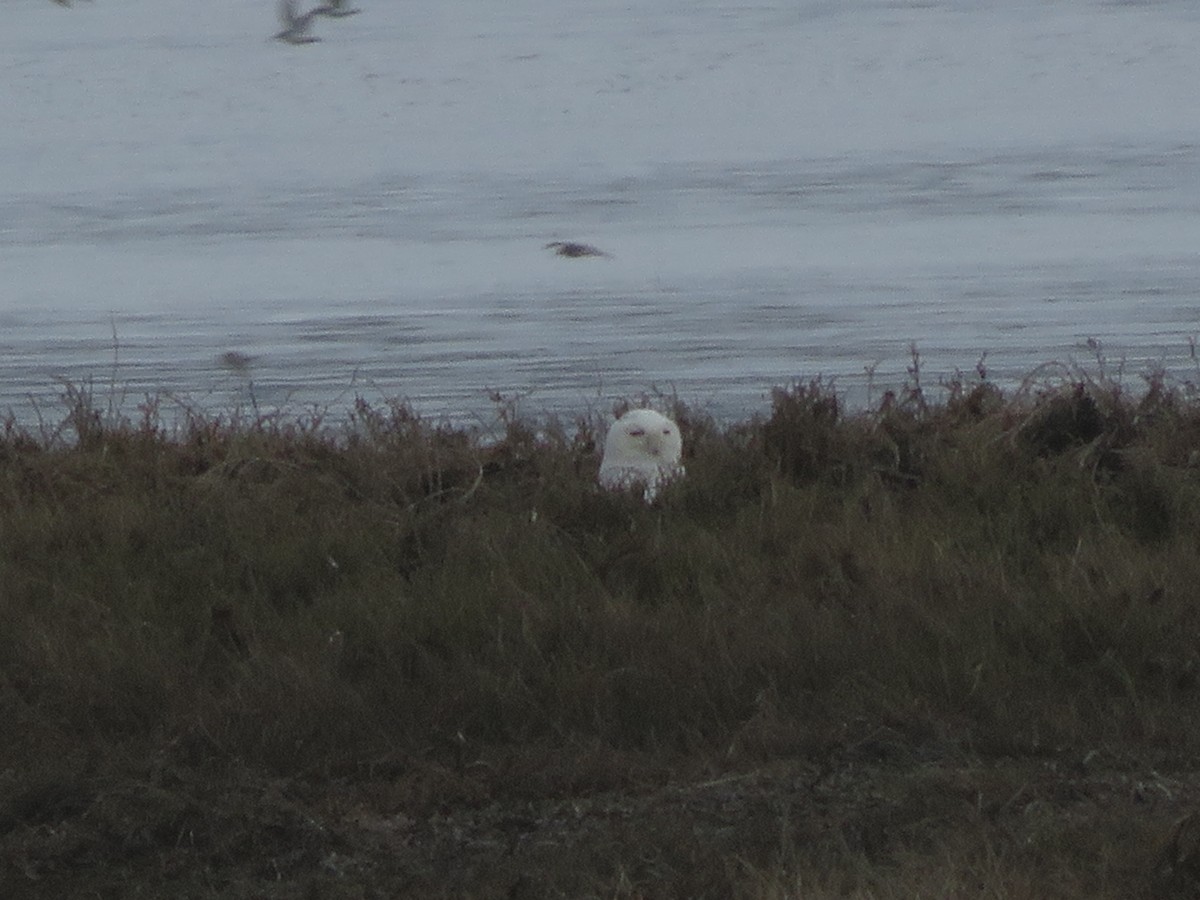 Snowy Owl - ML632474390
