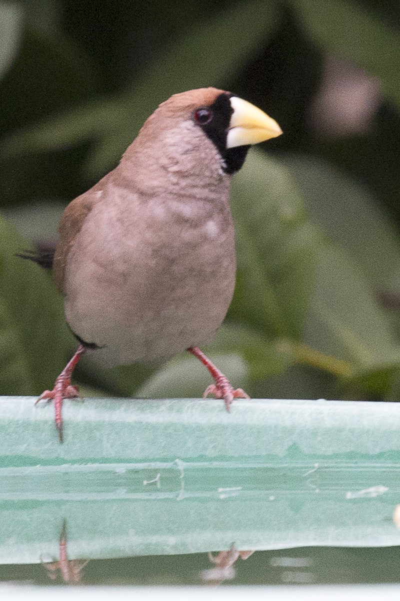 Masked Finch - ML632474475