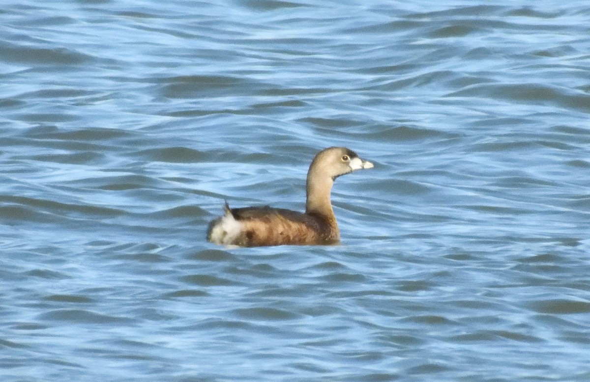 Pied-billed Grebe - ML632474476