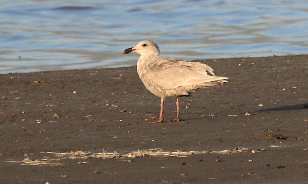 Iceland Gull (Thayer's) - ML632474581