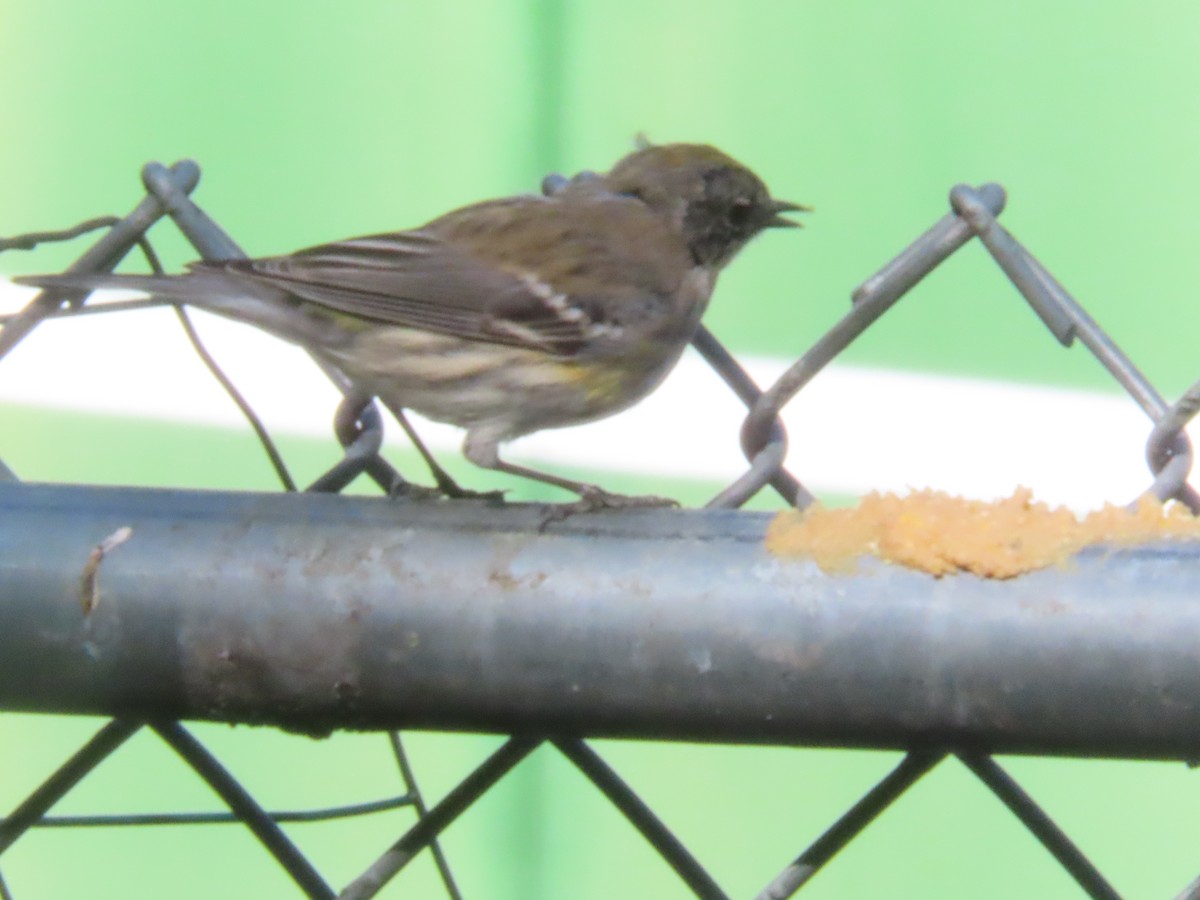 Пісняр-лісовик жовтогузий (підвид coronata) - ML632474626