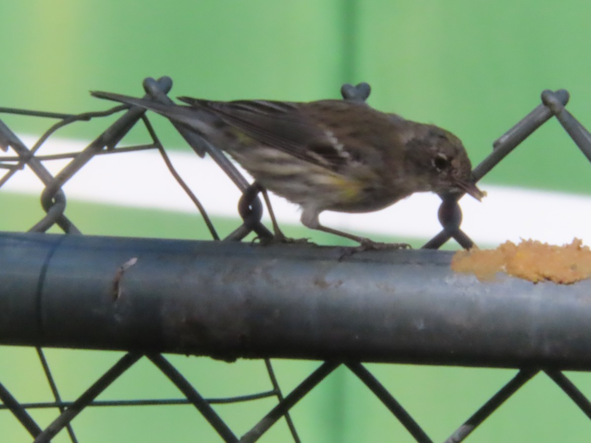 Пісняр-лісовик жовтогузий (підвид coronata) - ML632474627