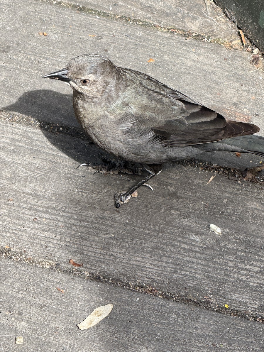 Brewer's Blackbird - ML632474747