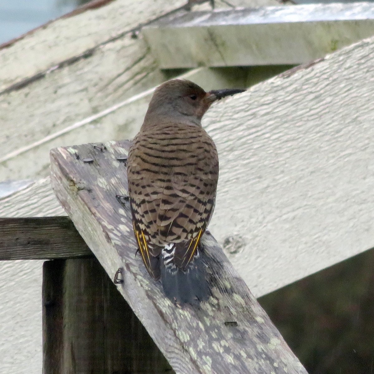 Northern Flicker (Yellow-shafted x Red-shafted) - ML632474752