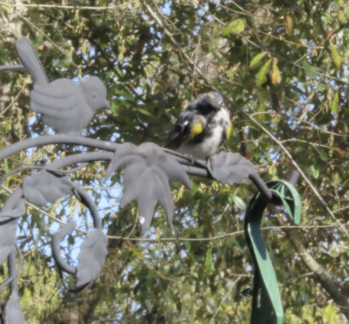 Пісняр-лісовик жовтогузий (підвид coronata) - ML632474789