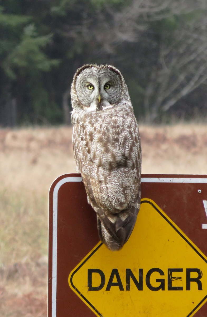 Great Gray Owl - ML632475036
