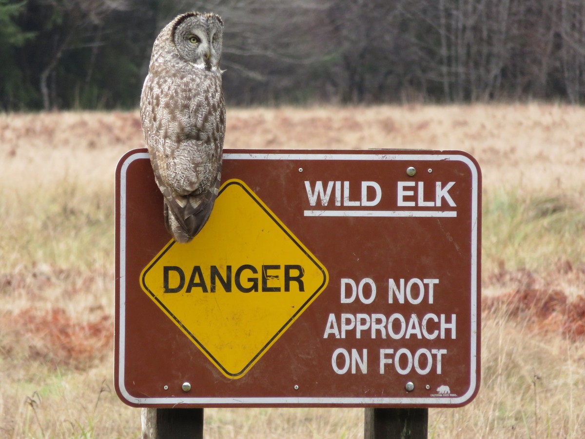 Great Gray Owl - ML632475038