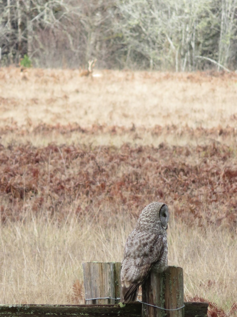 Great Gray Owl - ML632475043