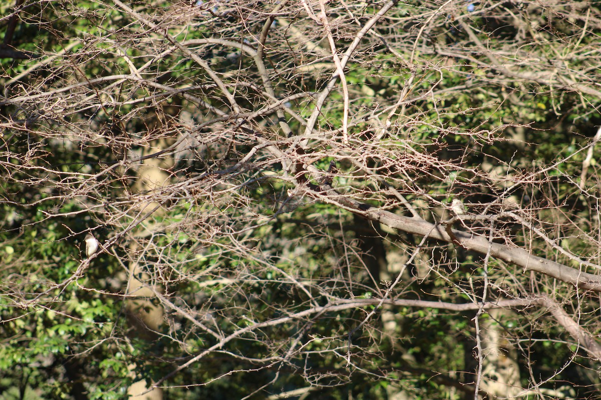 Weißbauch-Phoebetyrann - ML632475182