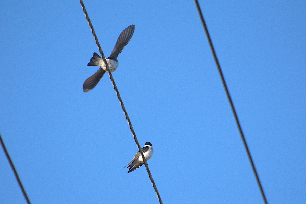 Tree Swallow - ML632475441